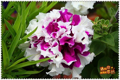 ��Ƭ 265_����.jpg