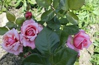 IMG_0793.JPG