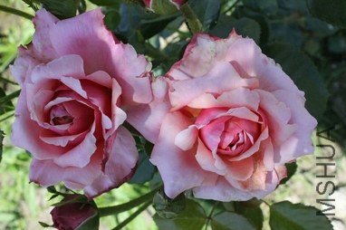 IMG_0790.JPG