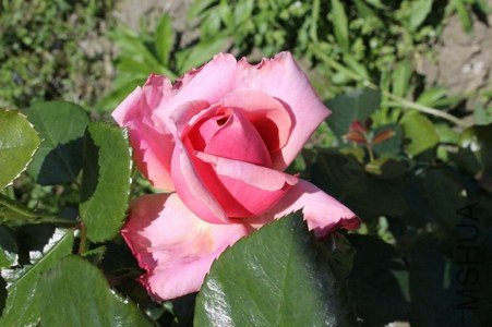 IMG_0791.JPG