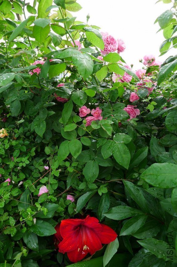 P1130751.JPG