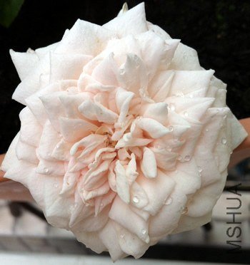 ����20120806B.jpg