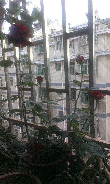 IMAG0438.jpg