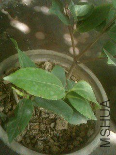 ����û�仯��