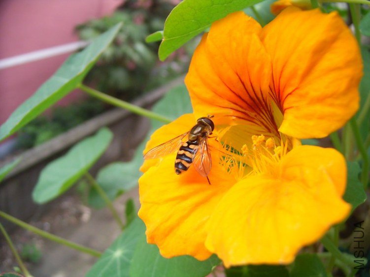RIMG0026_800x600.JPG