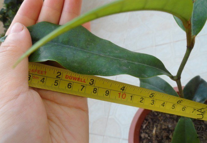 ������13cm��Ŷ