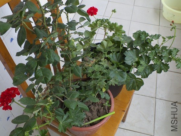 �ðɣ���ѩ��֦��̫���ˣ��Ѿ��쵽�����¼��������ˡ���ʱ��ɲס���ˣ��������Ʒ�ֱȽ����׳�Ч���������� ...