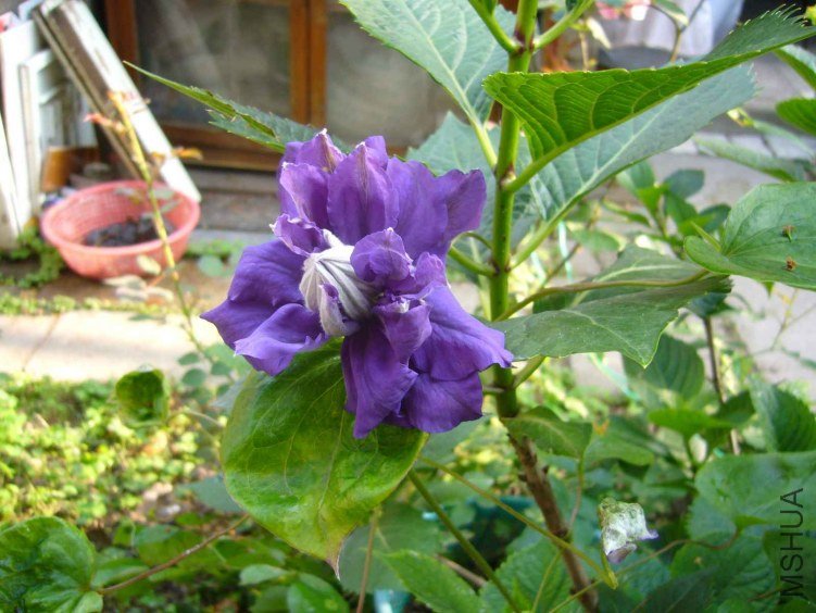 ��20130514.JPG