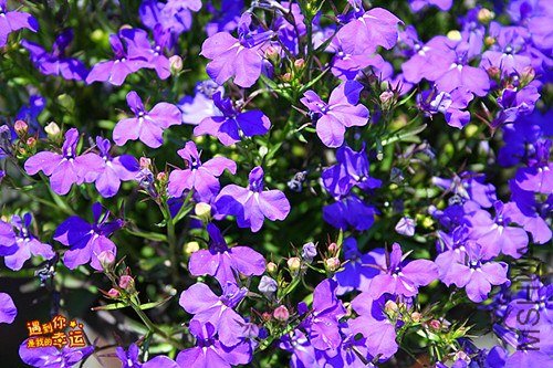 ��Ƭ 129_����.jpg