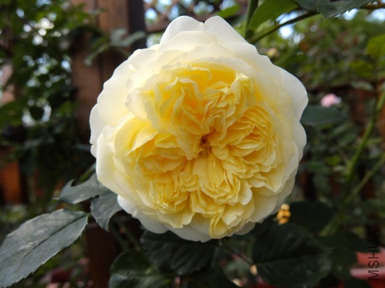 DSCF2111.jpg