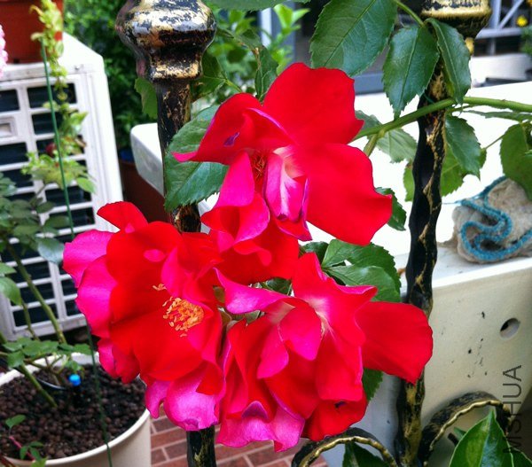 �����ɵ�20130514.jpg