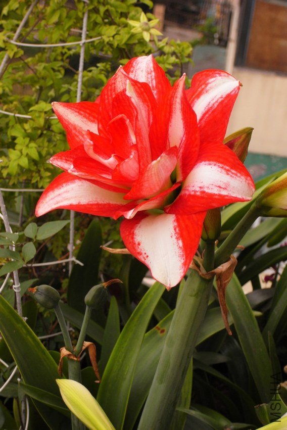 R1106232.jpg