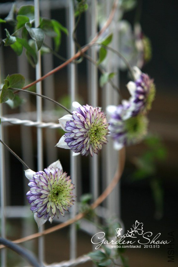 IMG_9702 ����.jpg