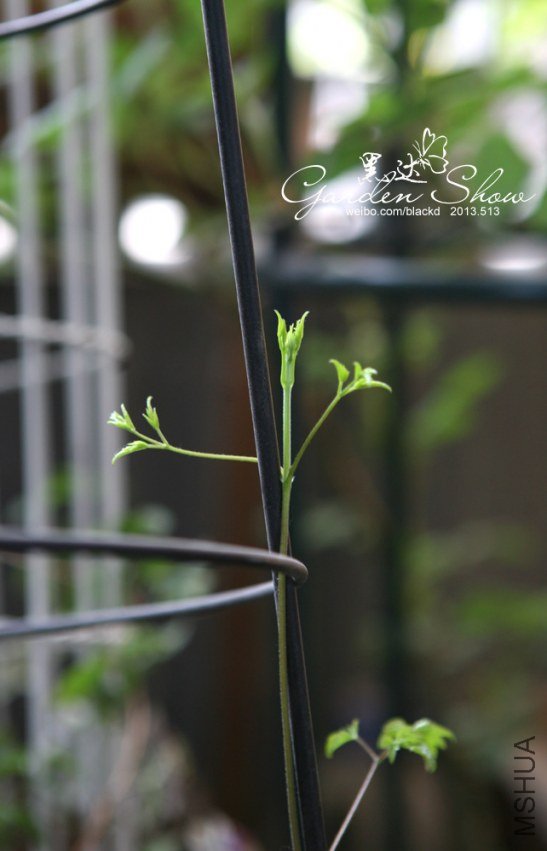 IMG_9708 ����.jpg