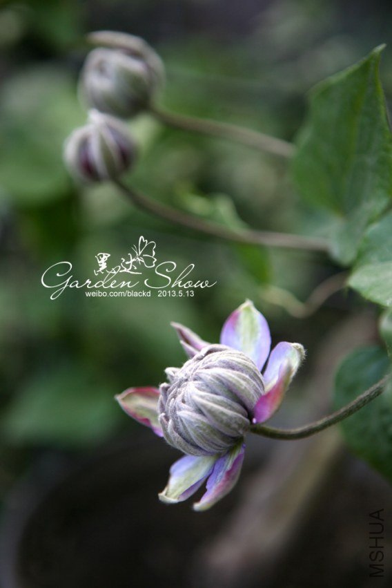 IMG_9713 ����.jpg