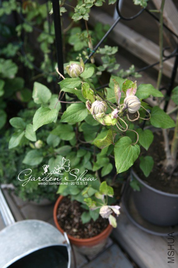 IMG_9718 ����.jpg