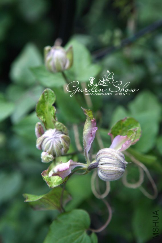 IMG_9719 ����.jpg