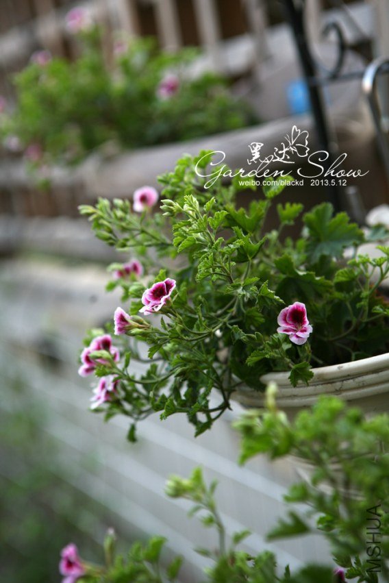 IMG_9806 ����.jpg