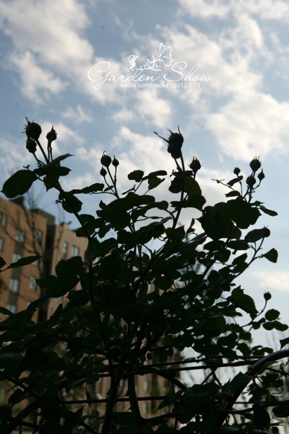 IMG_9813 ����.jpg