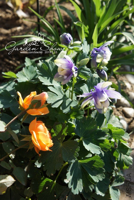 DSC03251 ����.jpg