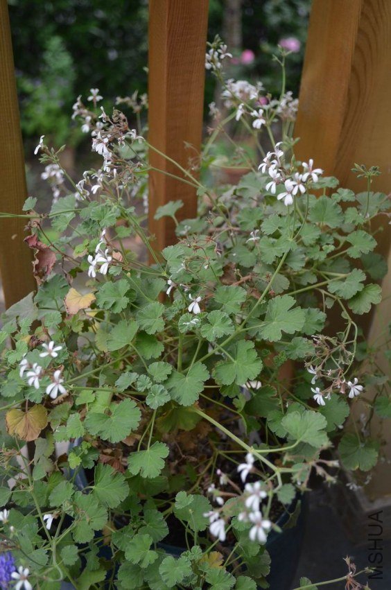 ������С ޹�²����ÿ�20120504 001.JPG