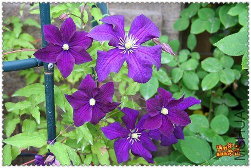 ��Ƭ 160h_����.jpg