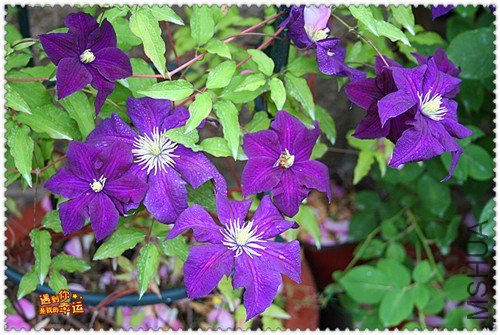 ��Ƭ 160i_����.jpg