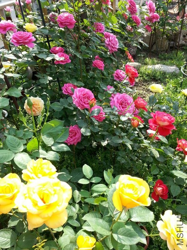 20130513_075350.jpg