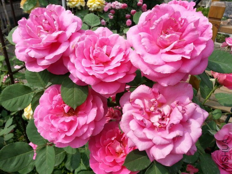 20130514_141855.jpg