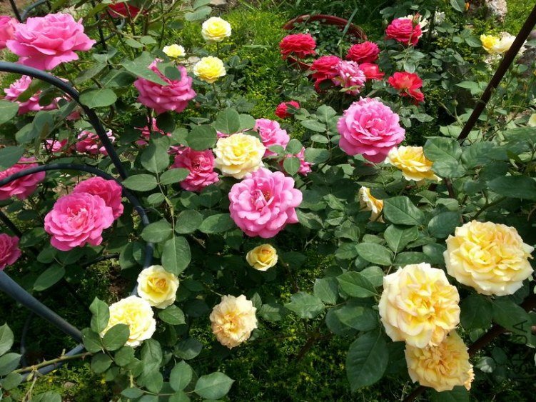 20130514_141613.jpg