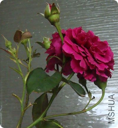 2000�Ļ�֦��ÿ������״̬�ģ����Ļ����ϵ�