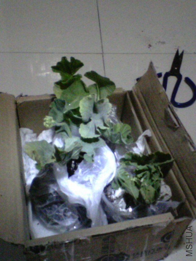 IMG10266.jpg