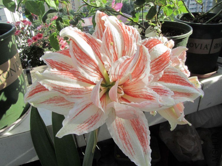 20130514 099.jpg
