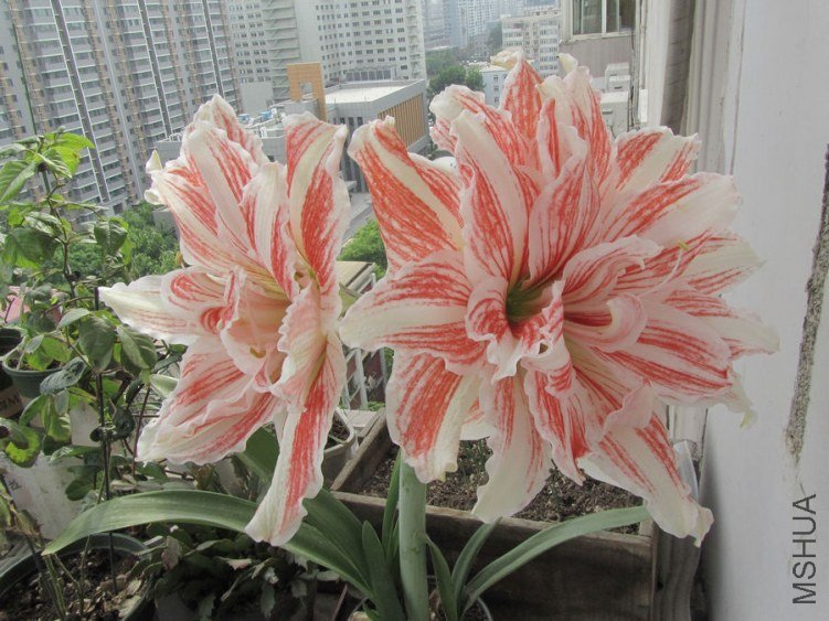20130515 014.jpg