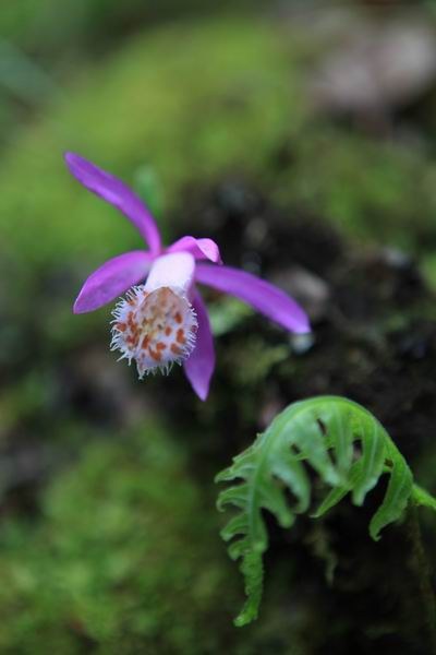 ��ȥ��԰�ӹ� (9).JPG