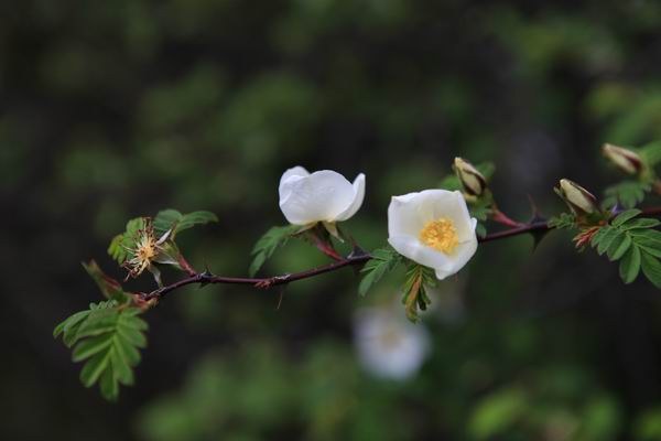 ��ȥ��԰�ӹ� (11).JPG