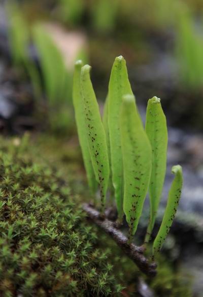 ��ȥ��԰�ӹ� (14).JPG