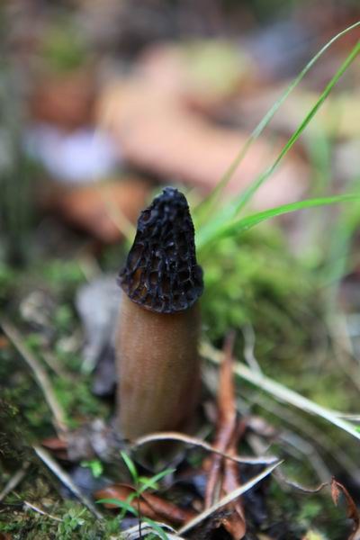 ��ȥ��԰�ӹ� (15).JPG