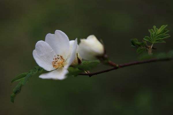 ��ȥ��԰�ӹ� (16).JPG