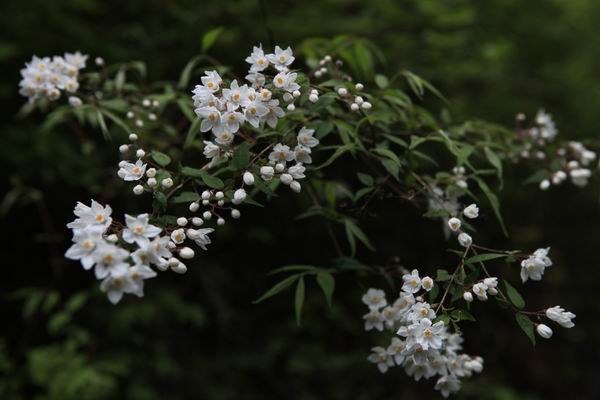 ��ȥ��԰�ӹ� (17).JPG