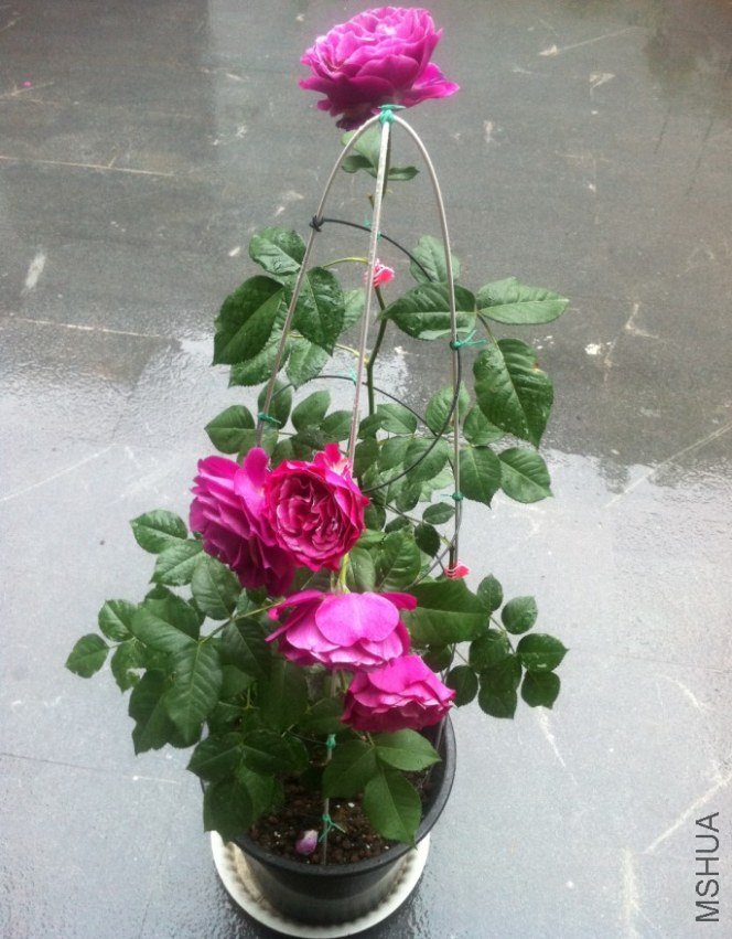 1.JPG