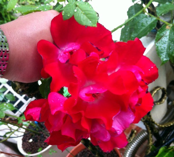 �����ɵ�20130516.jpg
