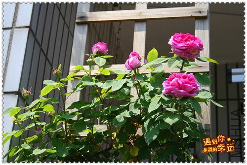 ��Ƭ 042_����a.jpg