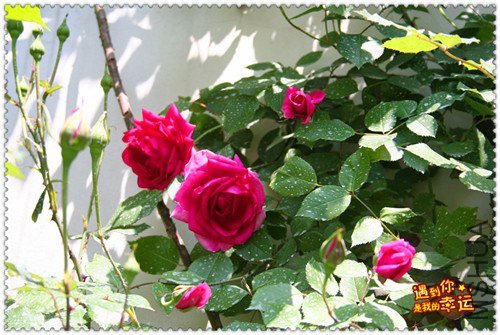 ��Ƭ 049_����a.jpg