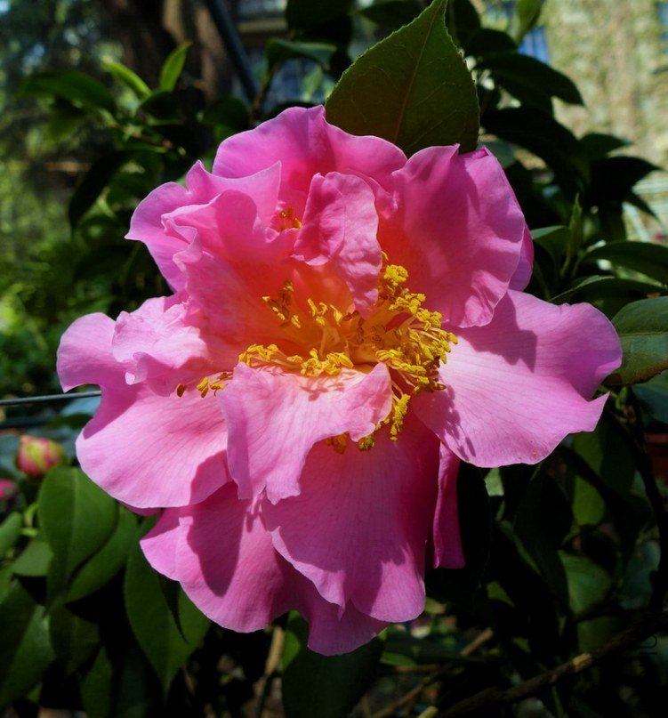 P1010748.jpg