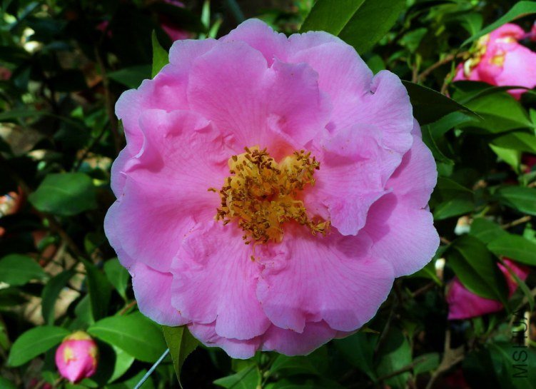 P2120206.jpg