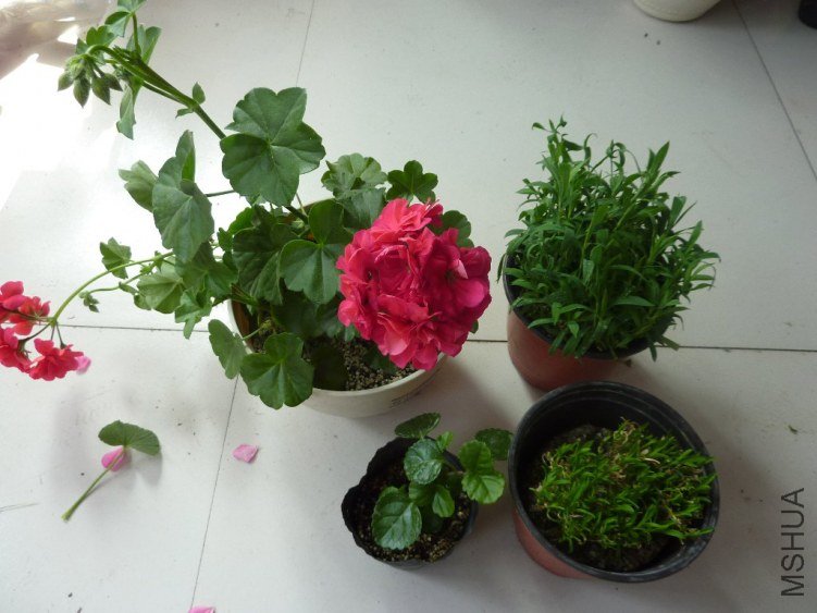P1150925_1024x768.JPG