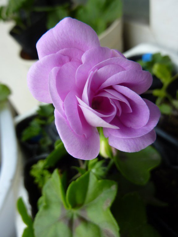 P1180326_576x768.JPG