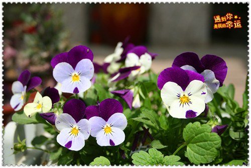 ��Ƭ 096_����.jpg