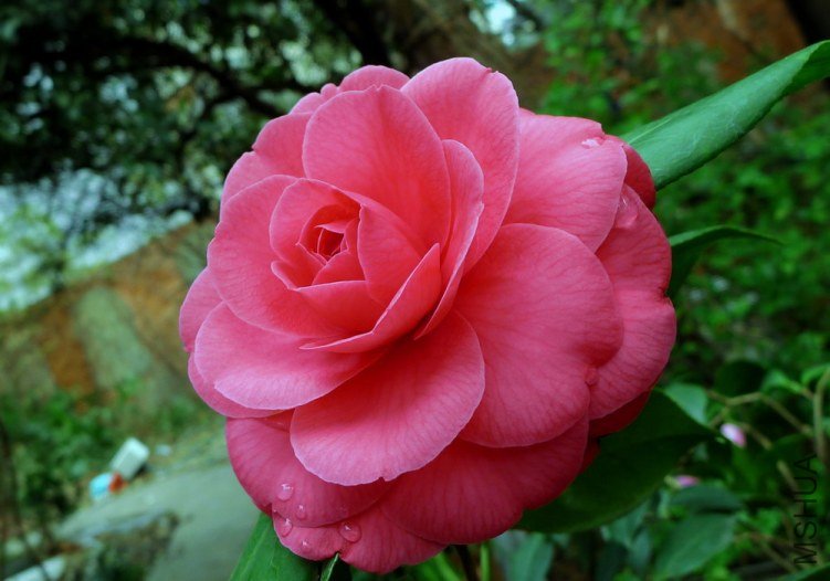 P1830131.jpg